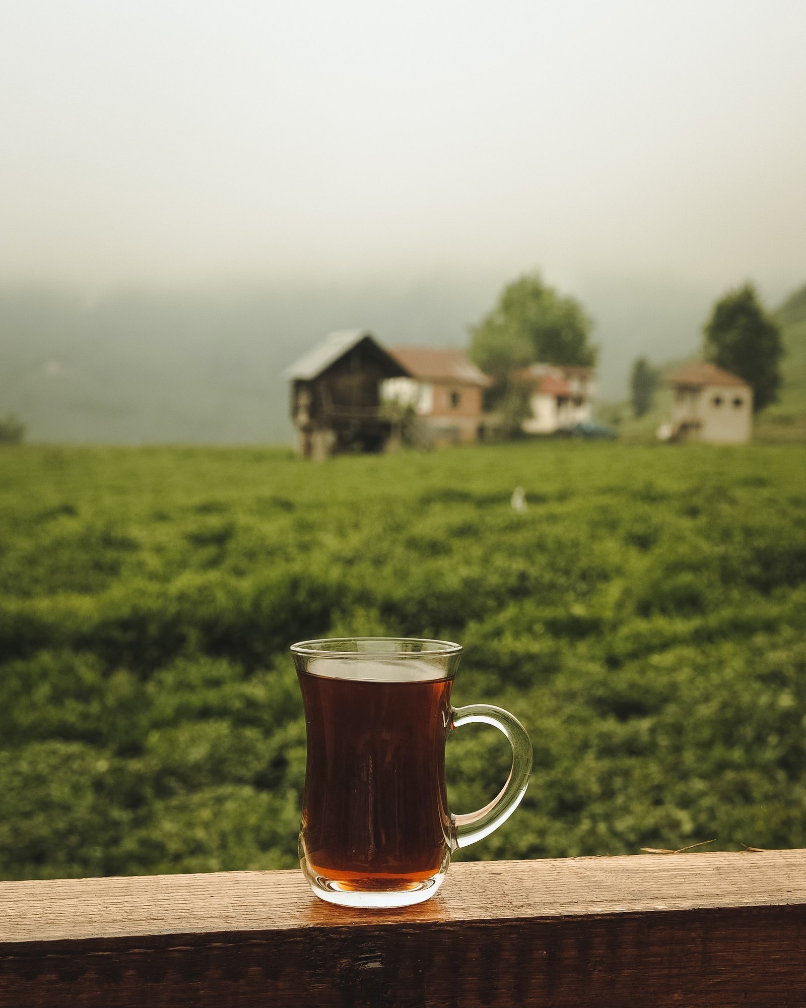 علية علام