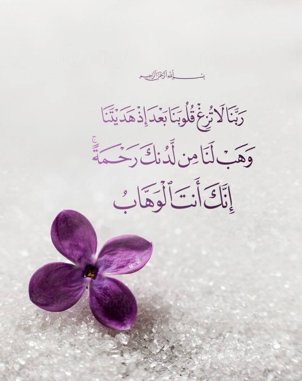 مريم السيد 🌹 🌼